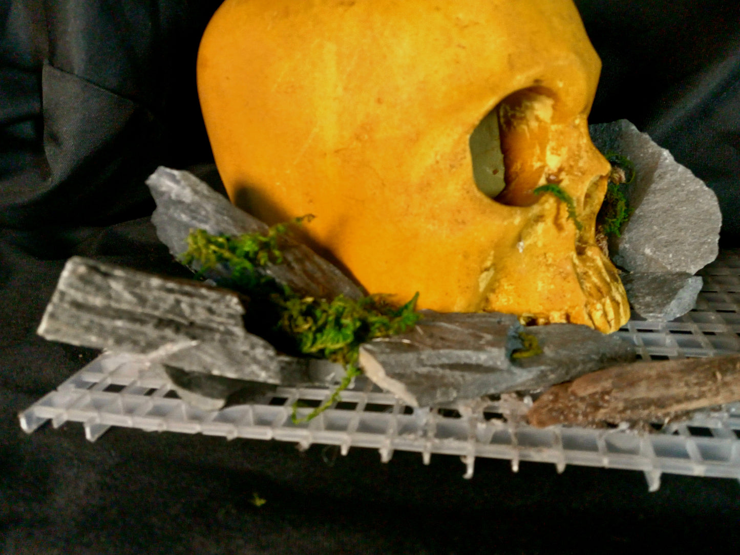 Stone Skull- 10 Gal pre-made Vivarium Scape