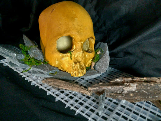 Stone Skull- 10 Gal pre-made Vivarium Scape