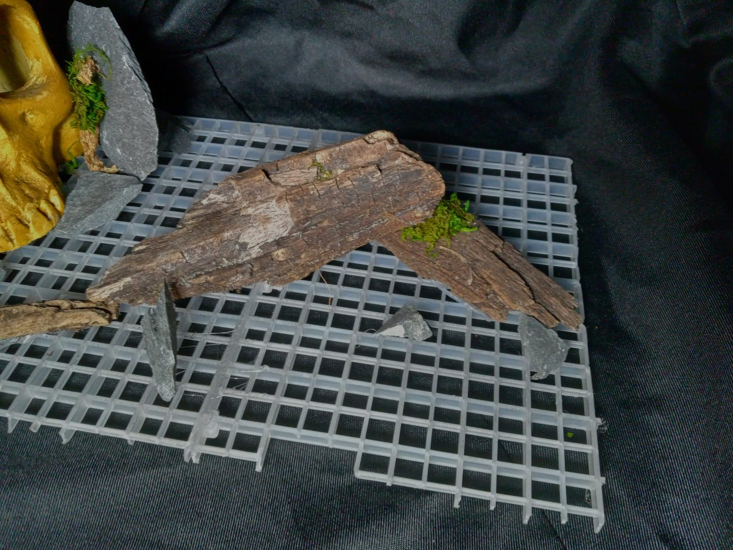 Stone Skull- 10 Gal pre-made Vivarium Scape