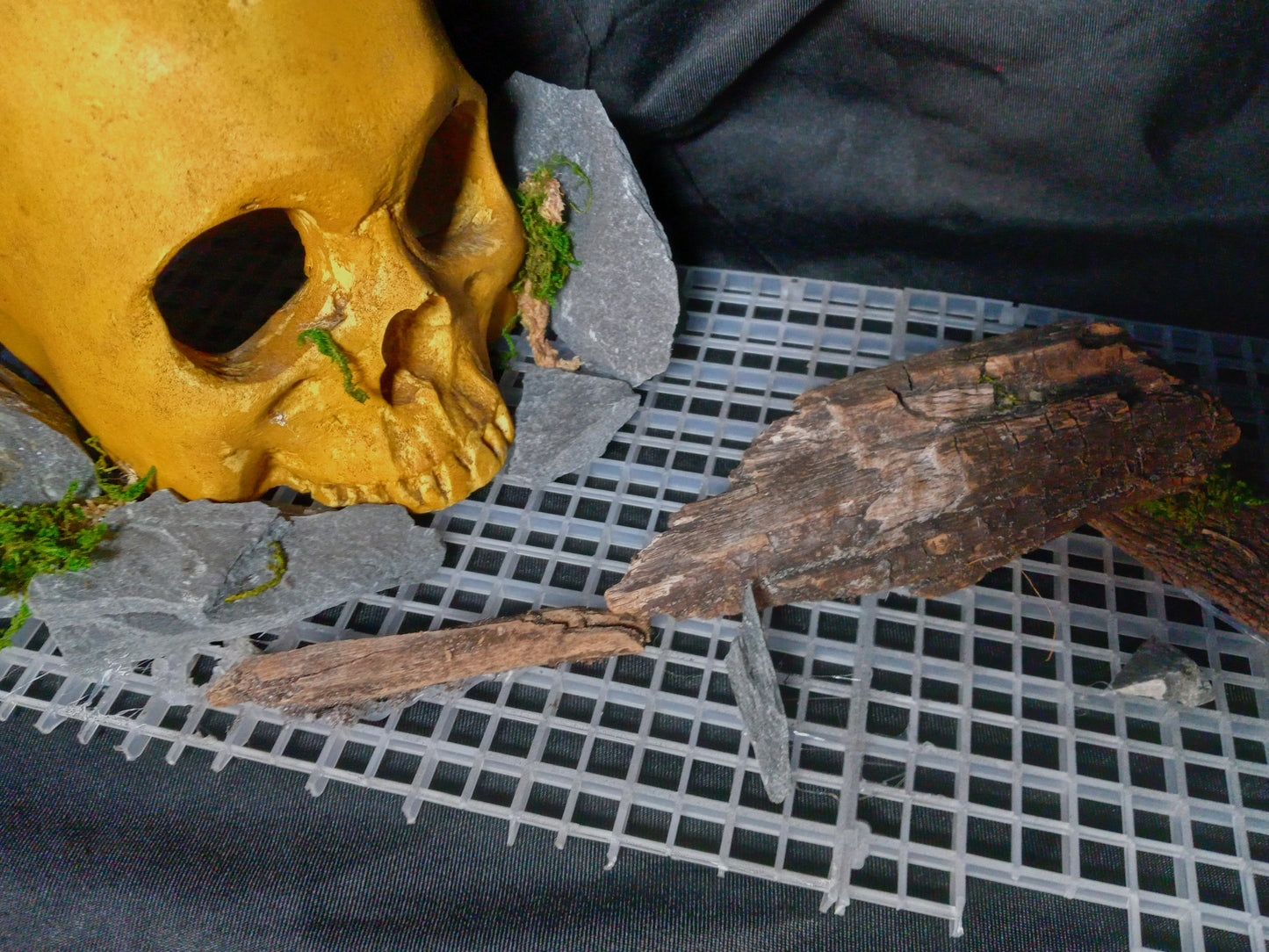 Stone Skull- 10 Gal pre-made Vivarium Scape