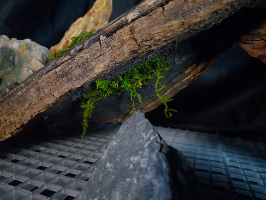 Mopani Grotto- 20 Gal pre-made Vivarium Scape