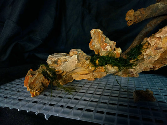 Dragon's Root-10 Gal pre-made Aquascape