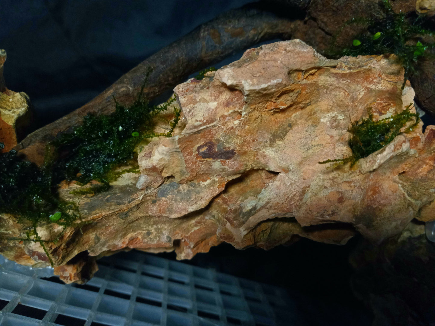 Dragon's Root-10 Gal pre-made Aquascape