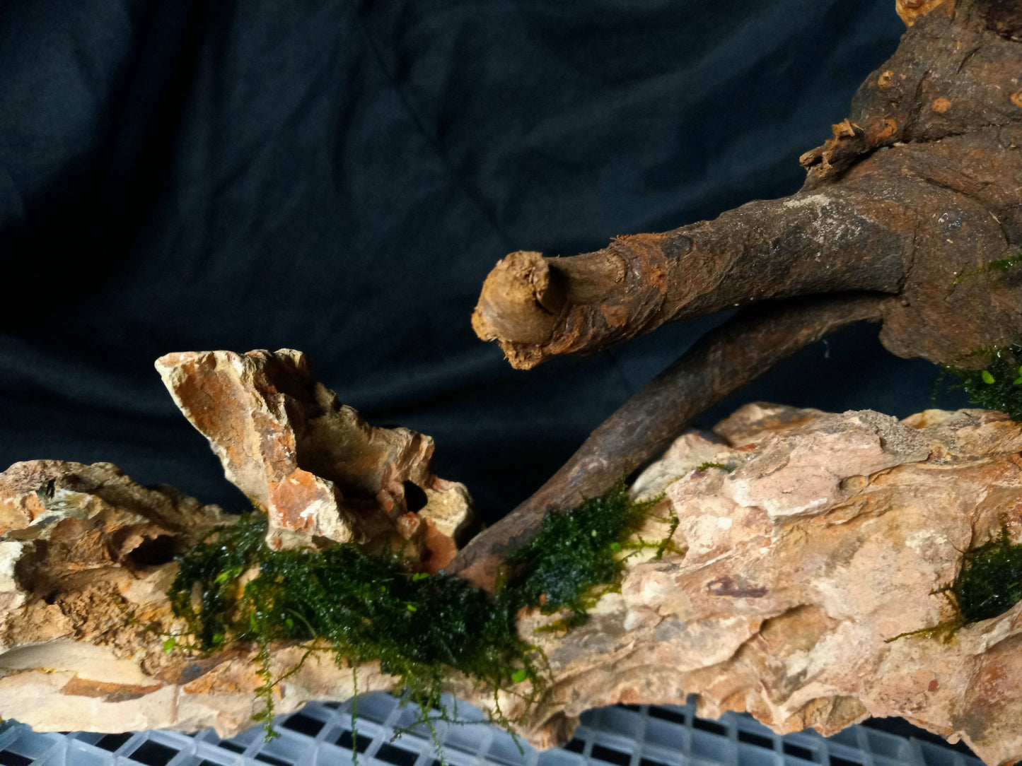 Dragon's Root-10 Gal pre-made Aquascape