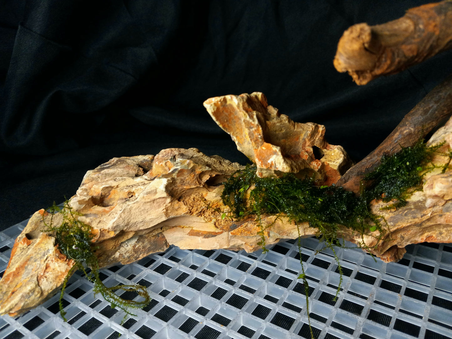 Dragon's Root-10 Gal pre-made Aquascape