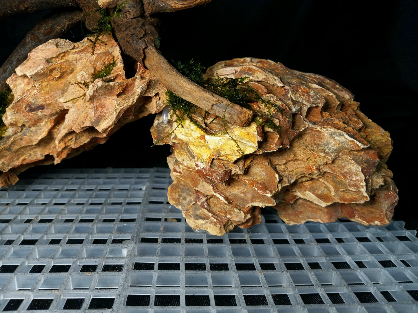 Dragon's Root-10 Gal pre-made Aquascape