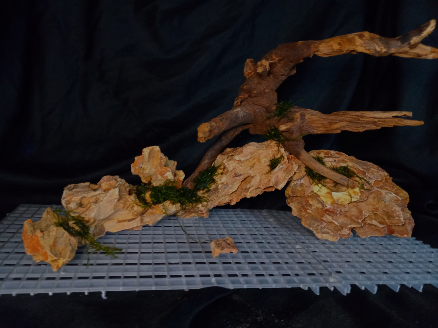 Dragon's Root-10 Gal pre-made Aquascape