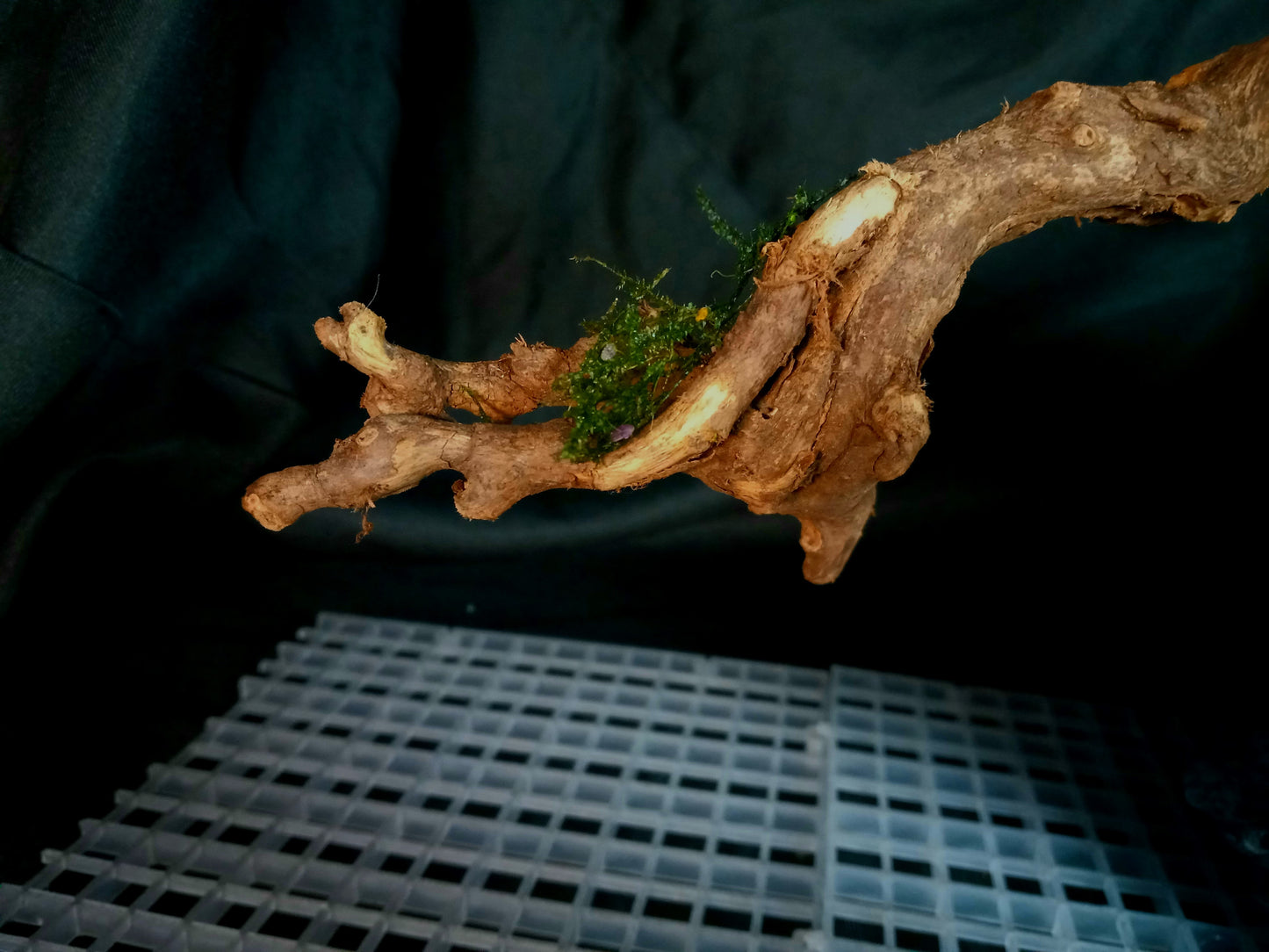 Drifting Arch-10 Gal pre-made Aquascape