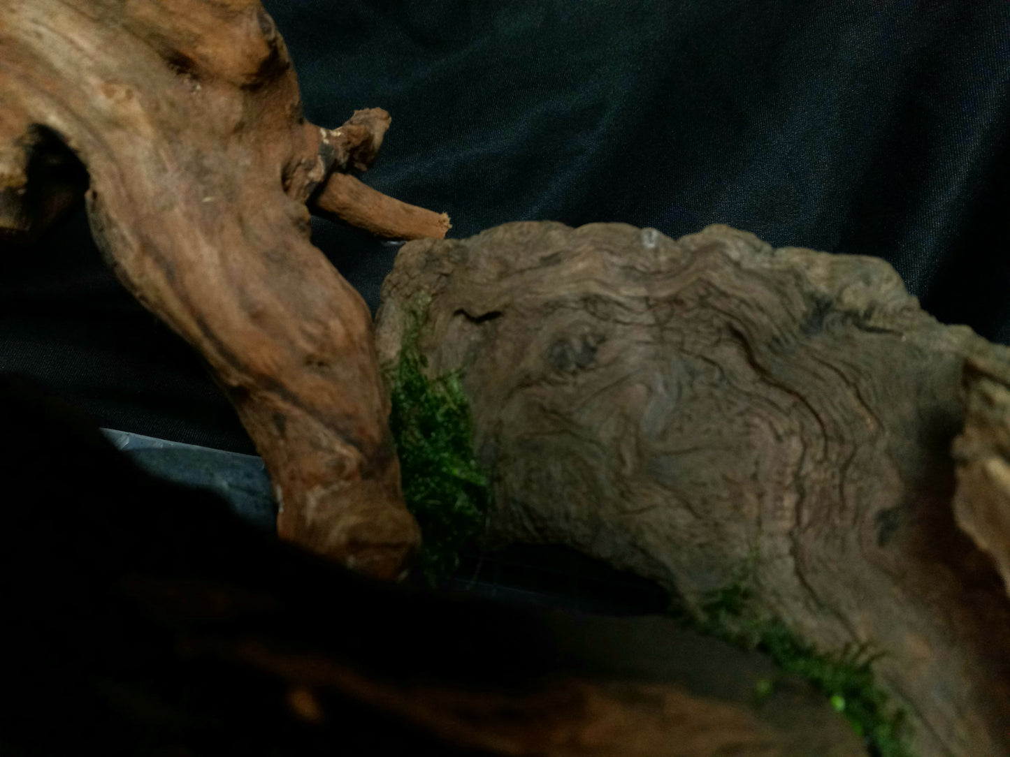 Timber Arc- 20 Gal pre-made Aquascape