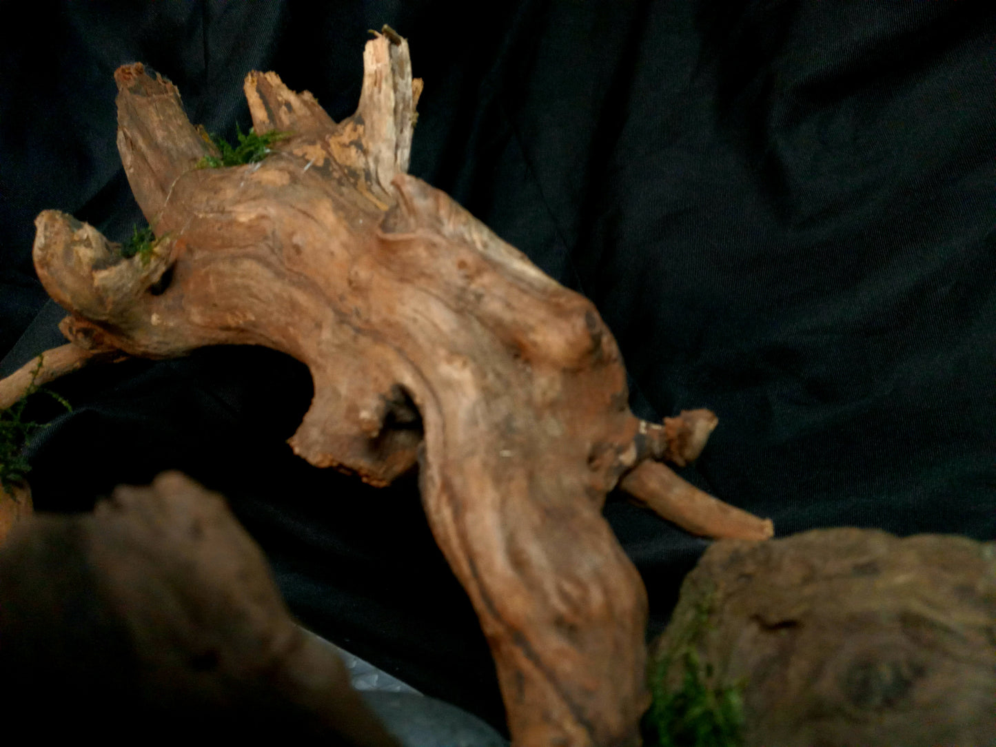 Timber Arc- 20 Gal pre-made Aquascape