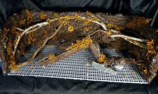 Hanging Canopy (Background Included)- 20 Gal pre-made Vivarium Scape