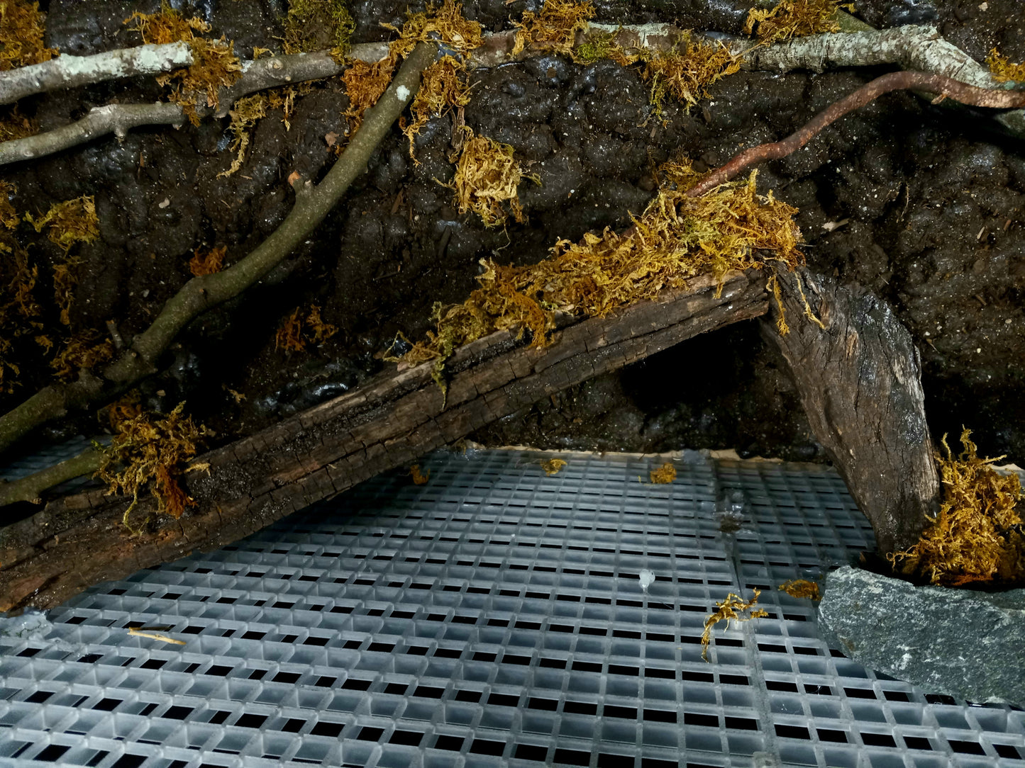 Hanging Canopy (Background Included)- 20 Gal pre-made Vivarium Scape