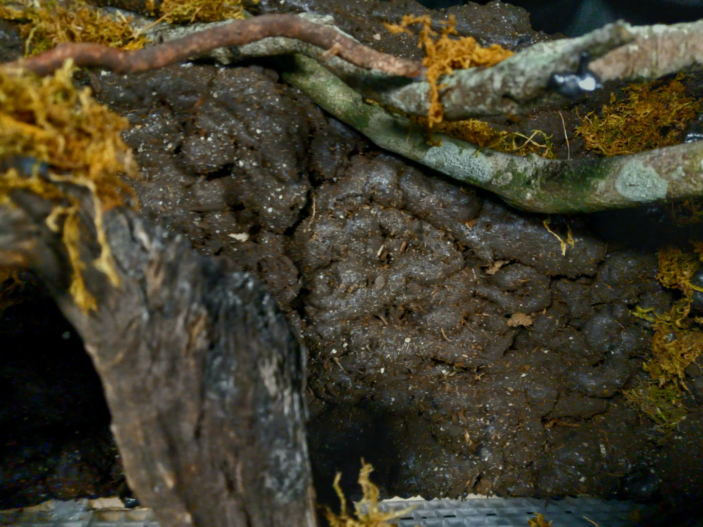 Hanging Canopy (Background Included)- 20 Gal pre-made Vivarium Scape