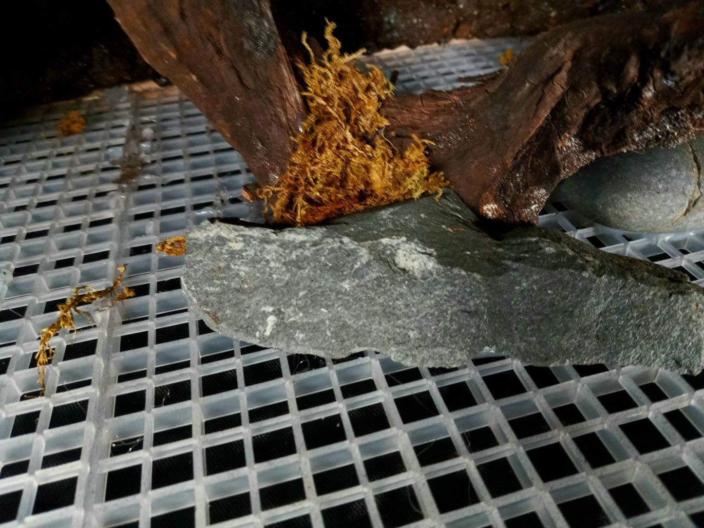 Hanging Canopy (Background Included)- 20 Gal pre-made Vivarium Scape