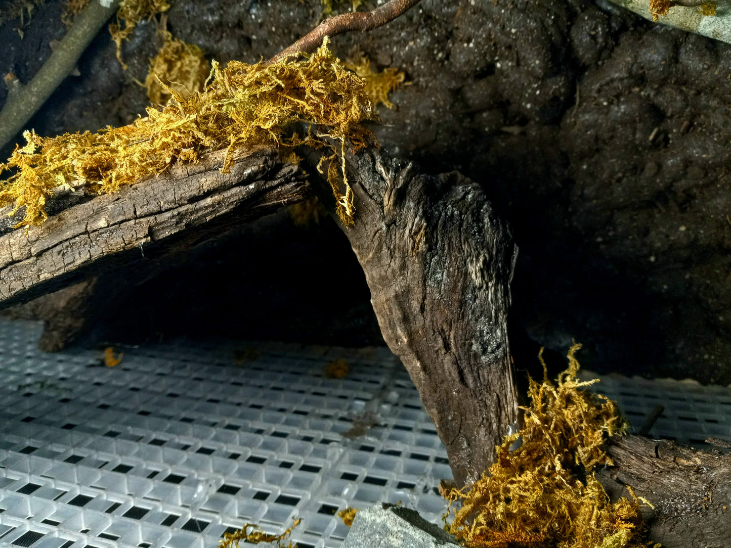 Hanging Canopy (Background Included)- 20 Gal pre-made Vivarium Scape