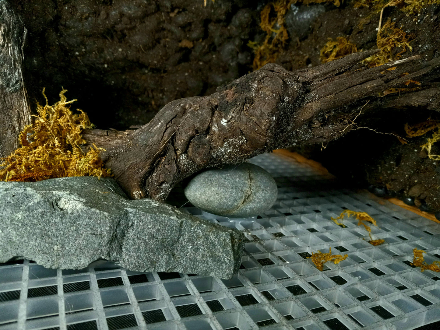Hanging Canopy (Background Included)- 20 Gal pre-made Vivarium Scape