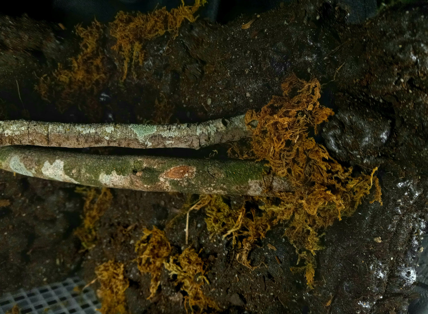 Hanging Canopy (Background Included)- 20 Gal pre-made Vivarium Scape