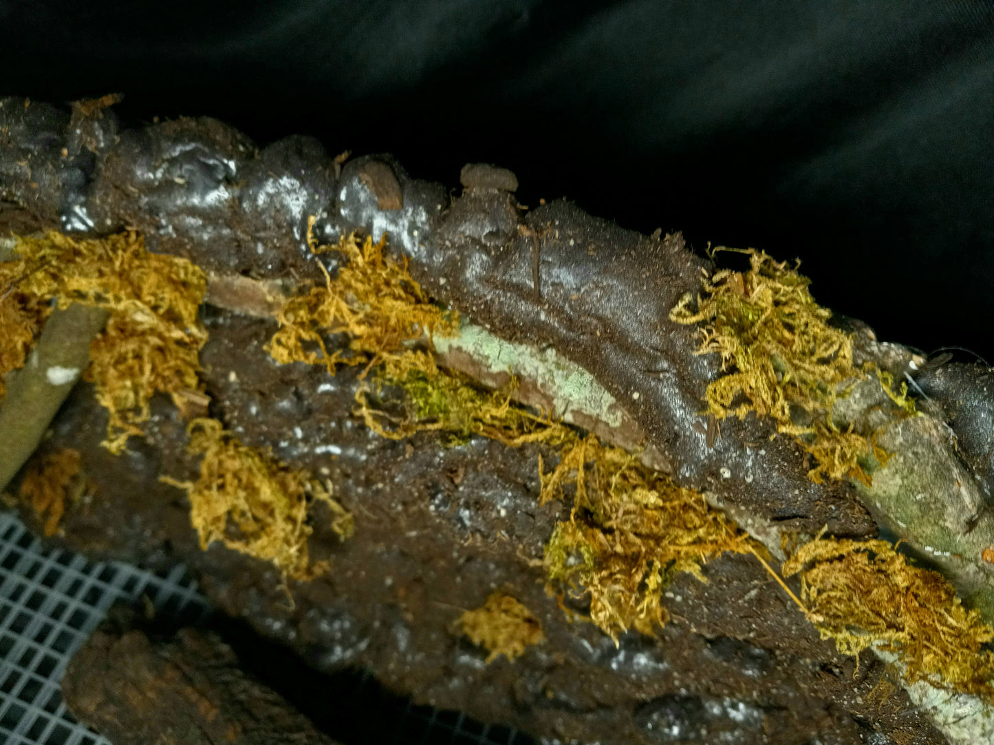 Hanging Canopy (Background Included)- 20 Gal pre-made Vivarium Scape