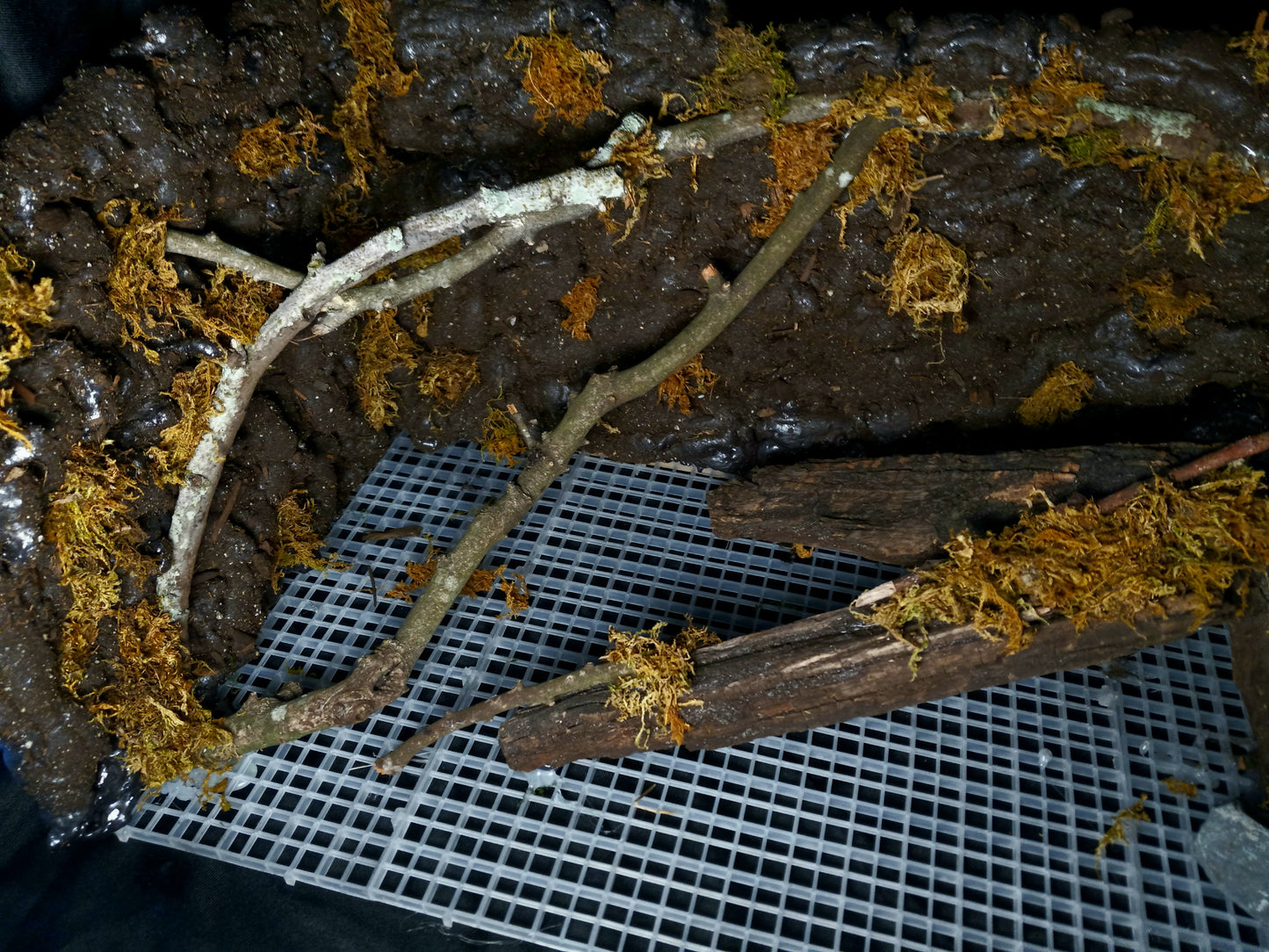 Hanging Canopy (Background Included)- 20 Gal pre-made Vivarium Scape
