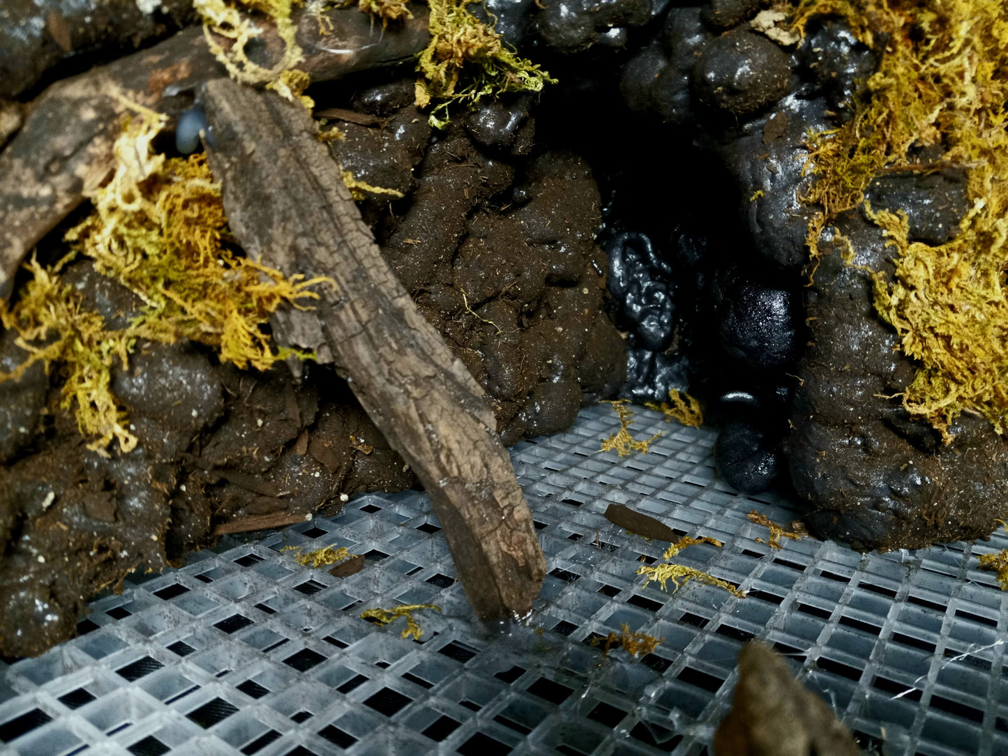Mosswood Cavern (Background Included)- 20 Gal pre-made Vivarium Scape