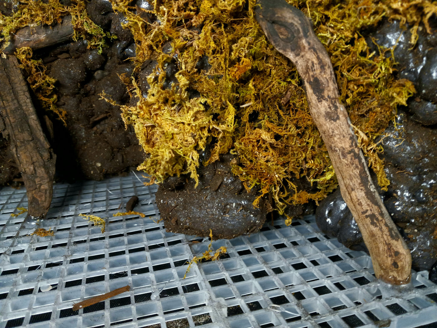 Mosswood Cavern (Background Included)- 20 Gal pre-made Vivarium Scape