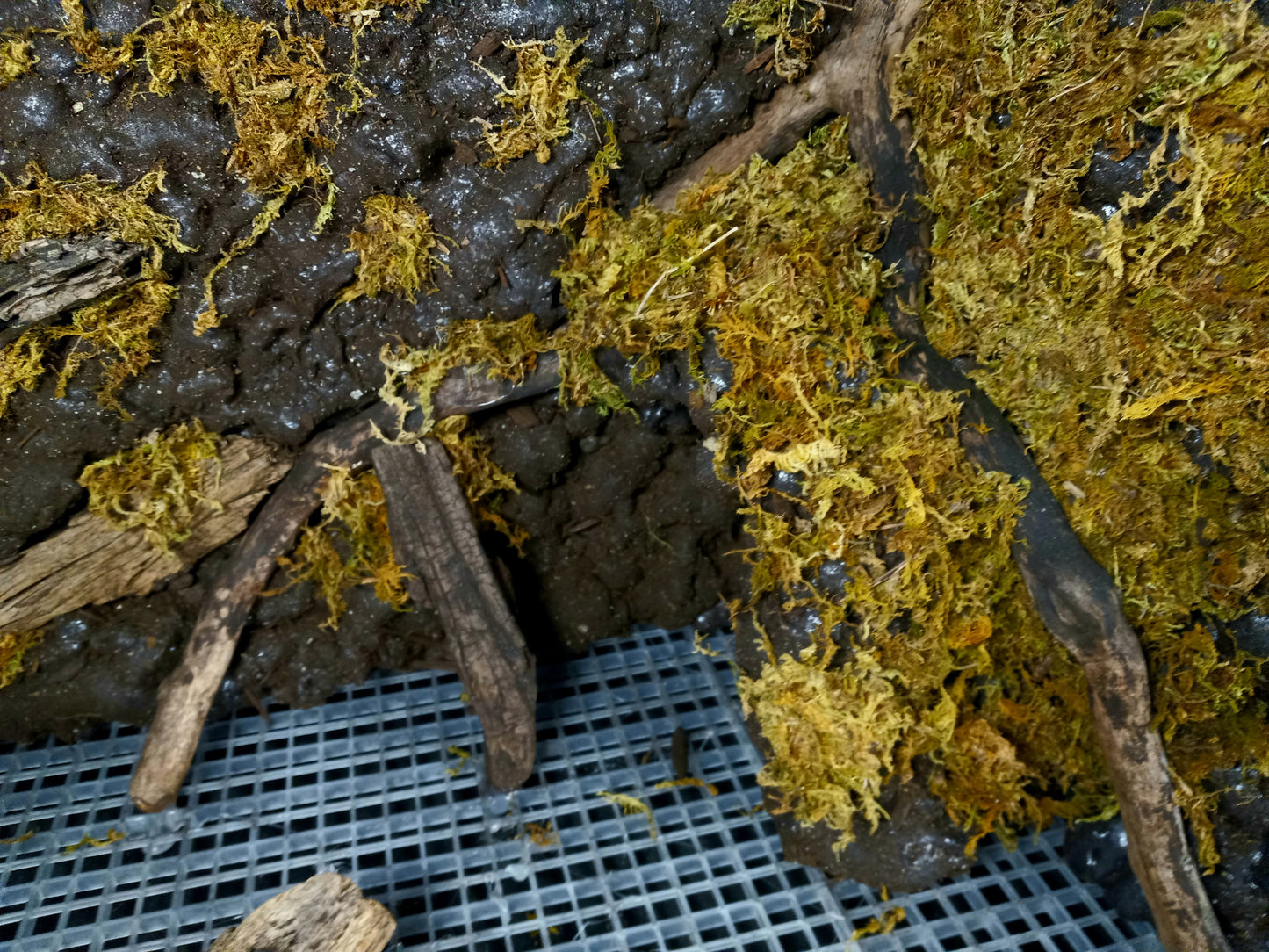 Mosswood Cavern (Background Included)- 20 Gal pre-made Vivarium Scape