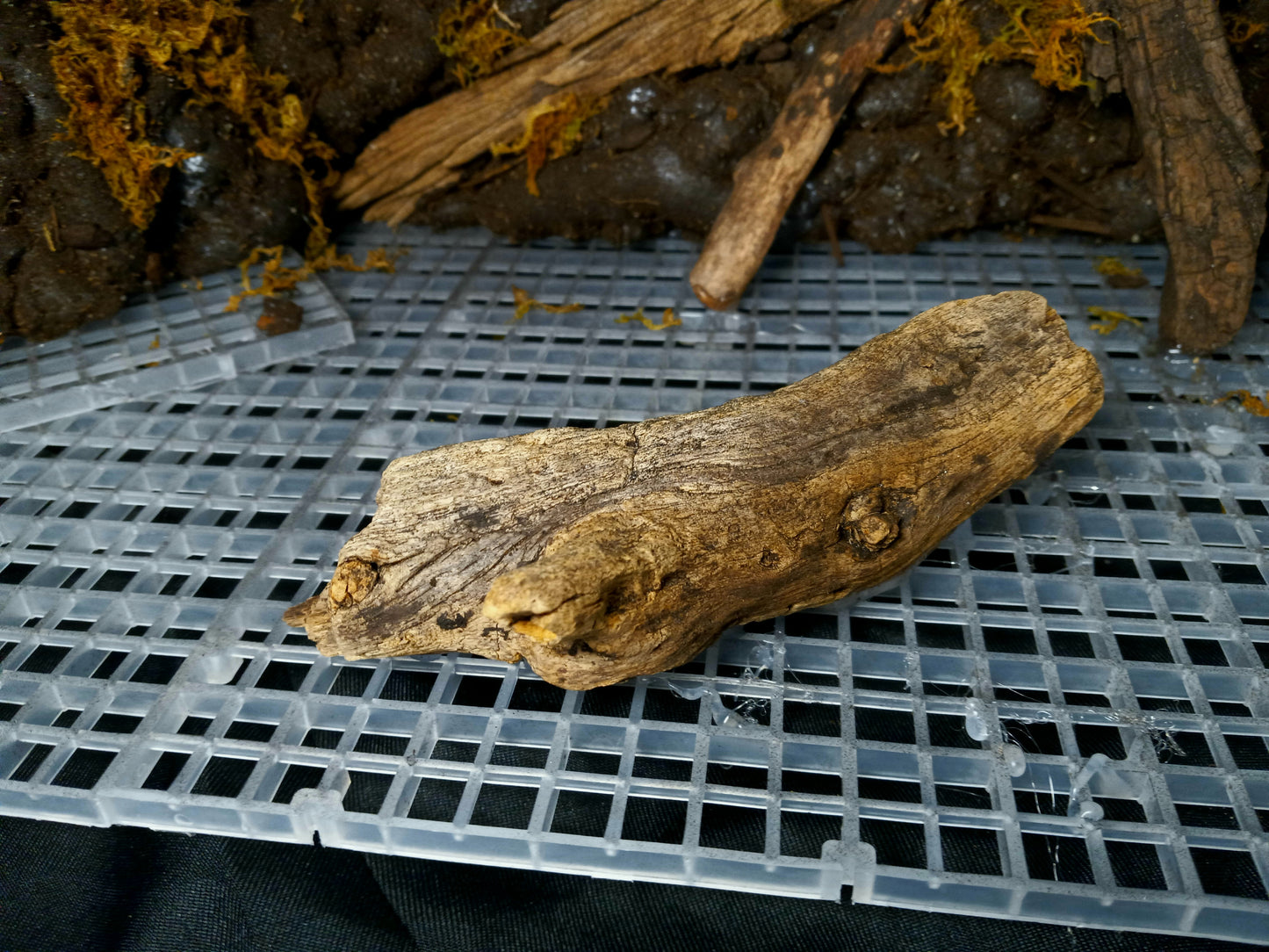 Mosswood Cavern (Background Included)- 20 Gal pre-made Vivarium Scape