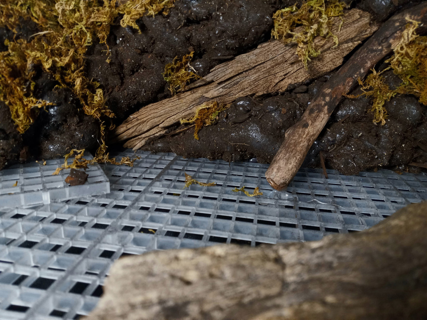 Mosswood Cavern (Background Included)- 20 Gal pre-made Vivarium Scape