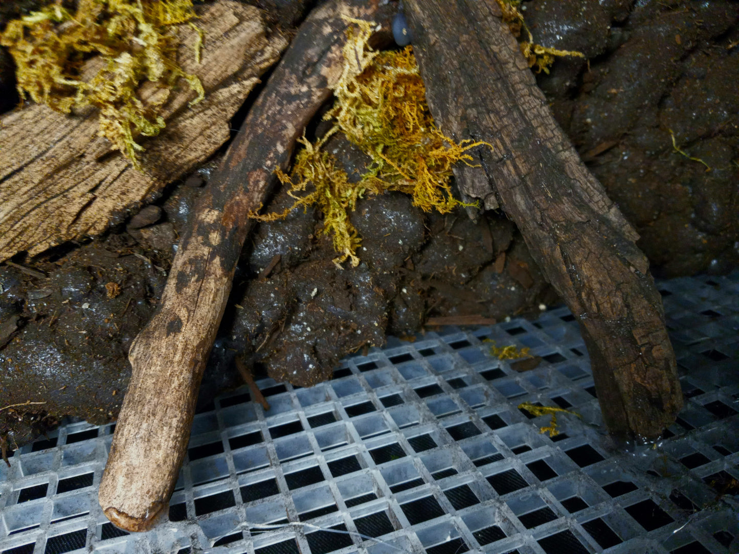 Mosswood Cavern (Background Included)- 20 Gal pre-made Vivarium Scape