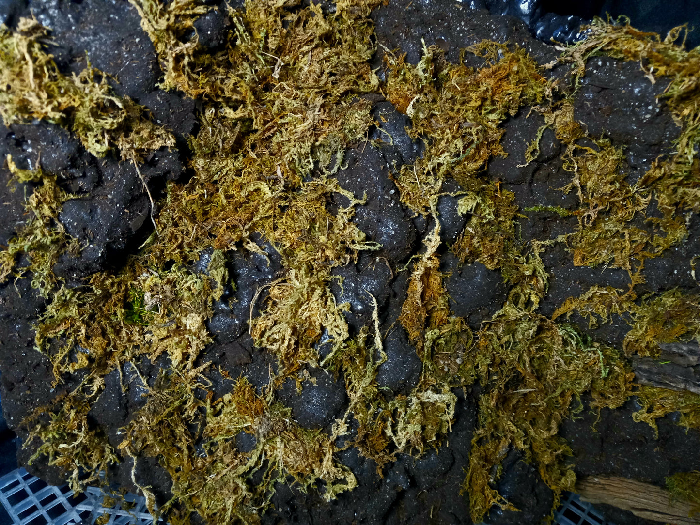 Mosswood Cavern (Background Included)- 20 Gal pre-made Vivarium Scape