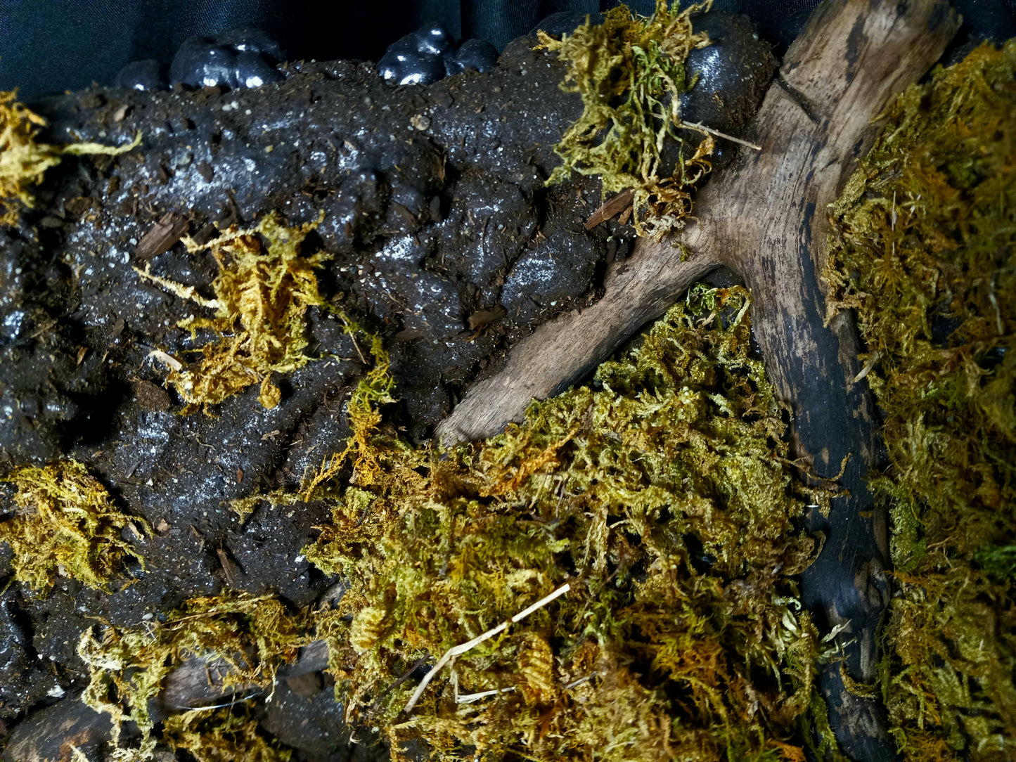 Mosswood Cavern (Background Included)- 20 Gal pre-made Vivarium Scape
