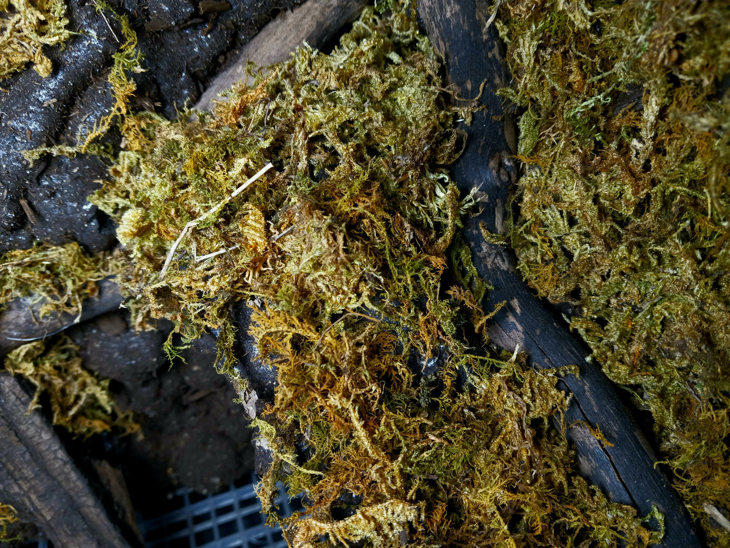 Mosswood Cavern (Background Included)- 20 Gal pre-made Vivarium Scape