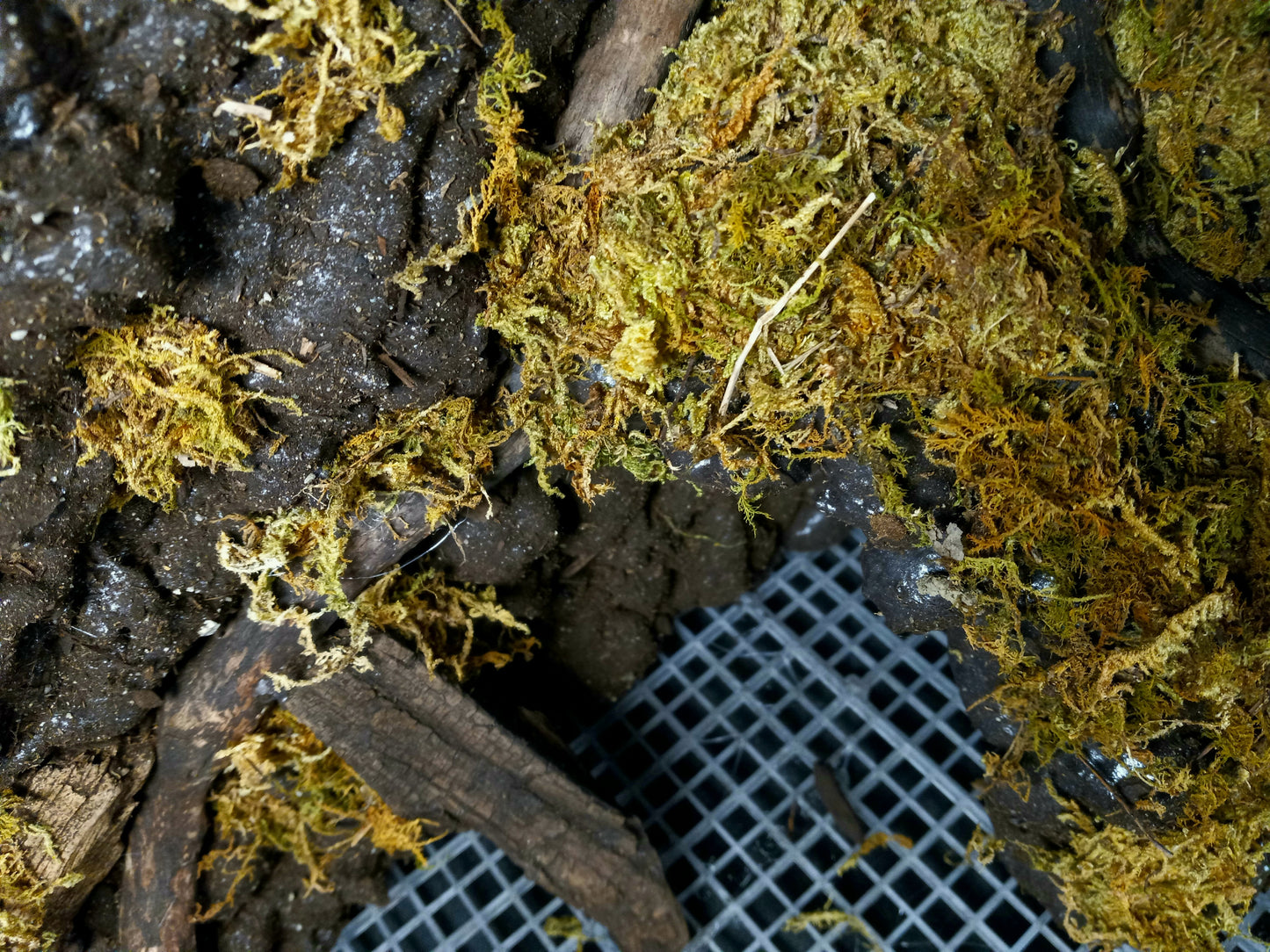 Mosswood Cavern (Background Included)- 20 Gal pre-made Vivarium Scape