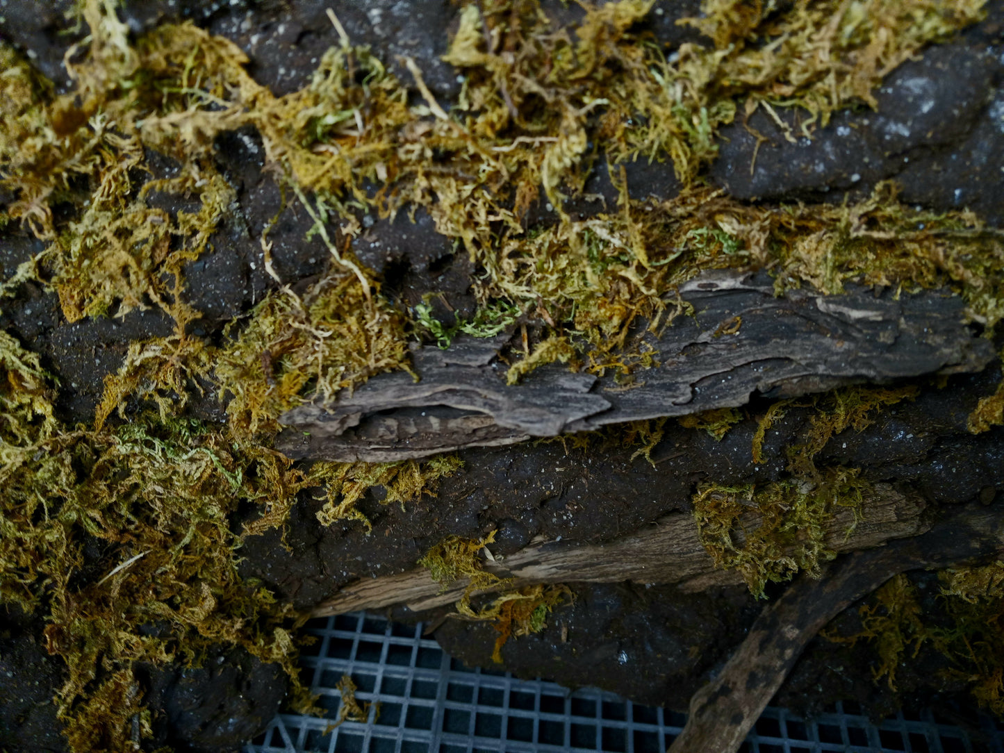 Mosswood Cavern (Background Included)- 20 Gal pre-made Vivarium Scape
