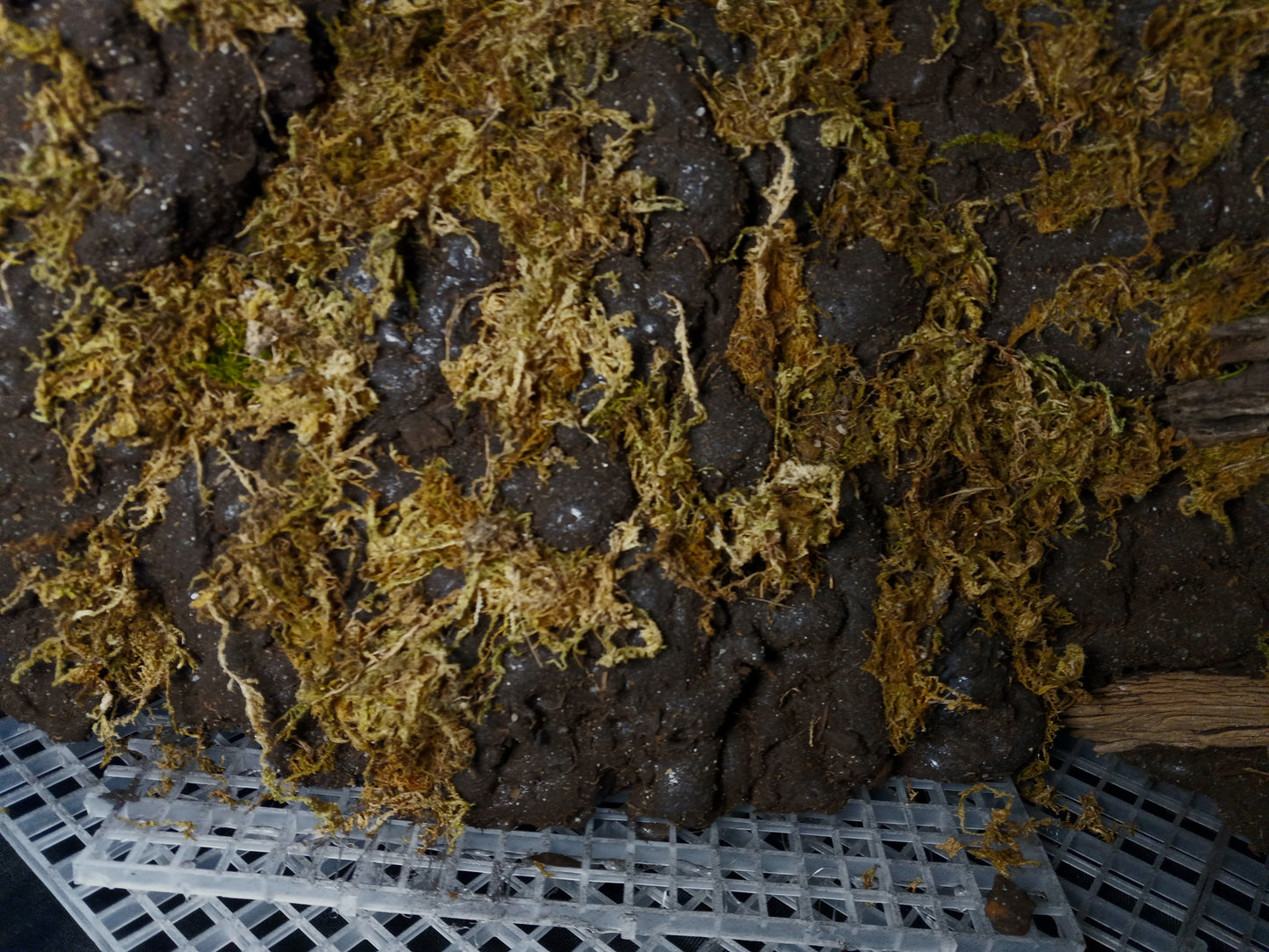 Mosswood Cavern (Background Included)- 20 Gal pre-made Vivarium Scape