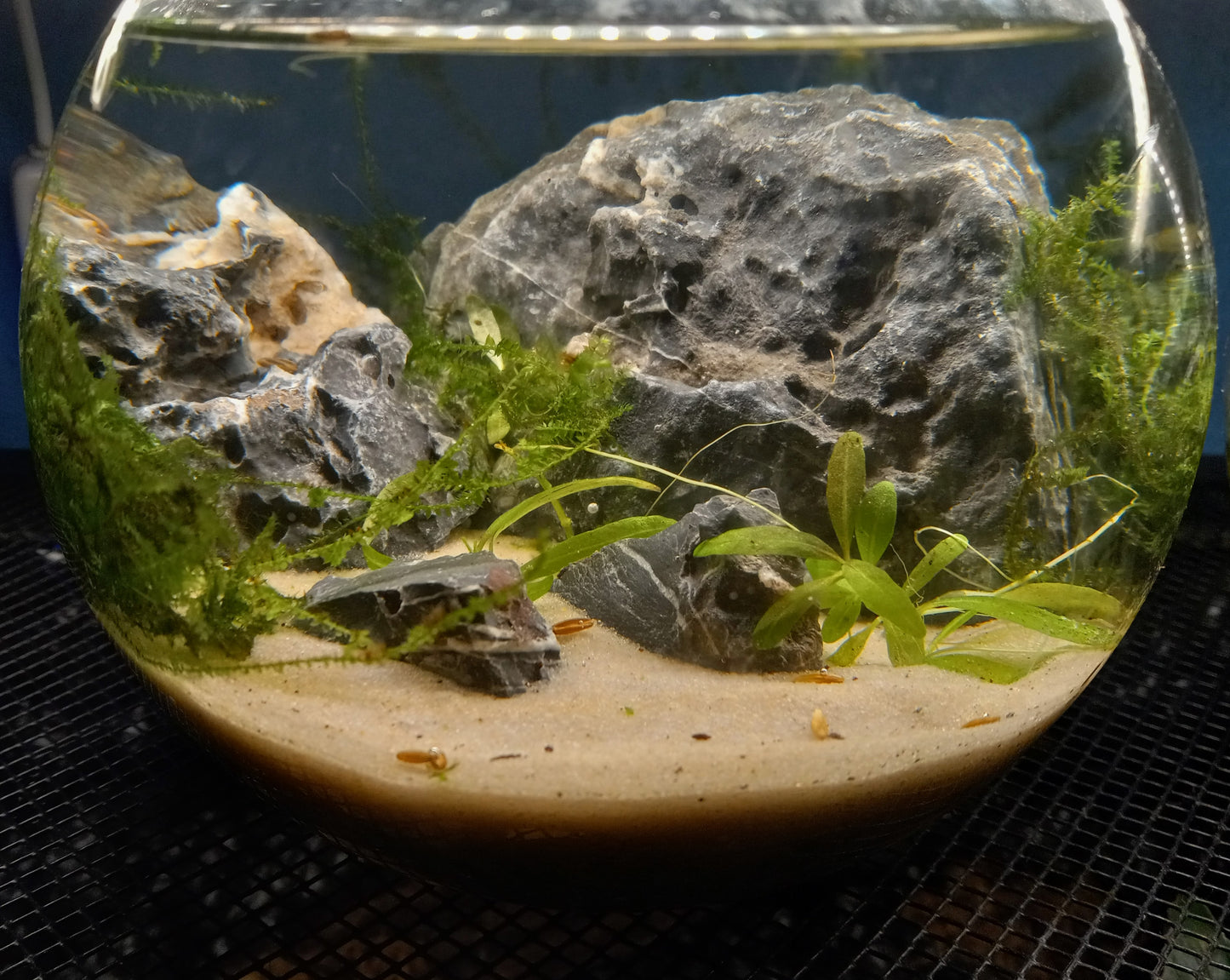 Java Ecosphere