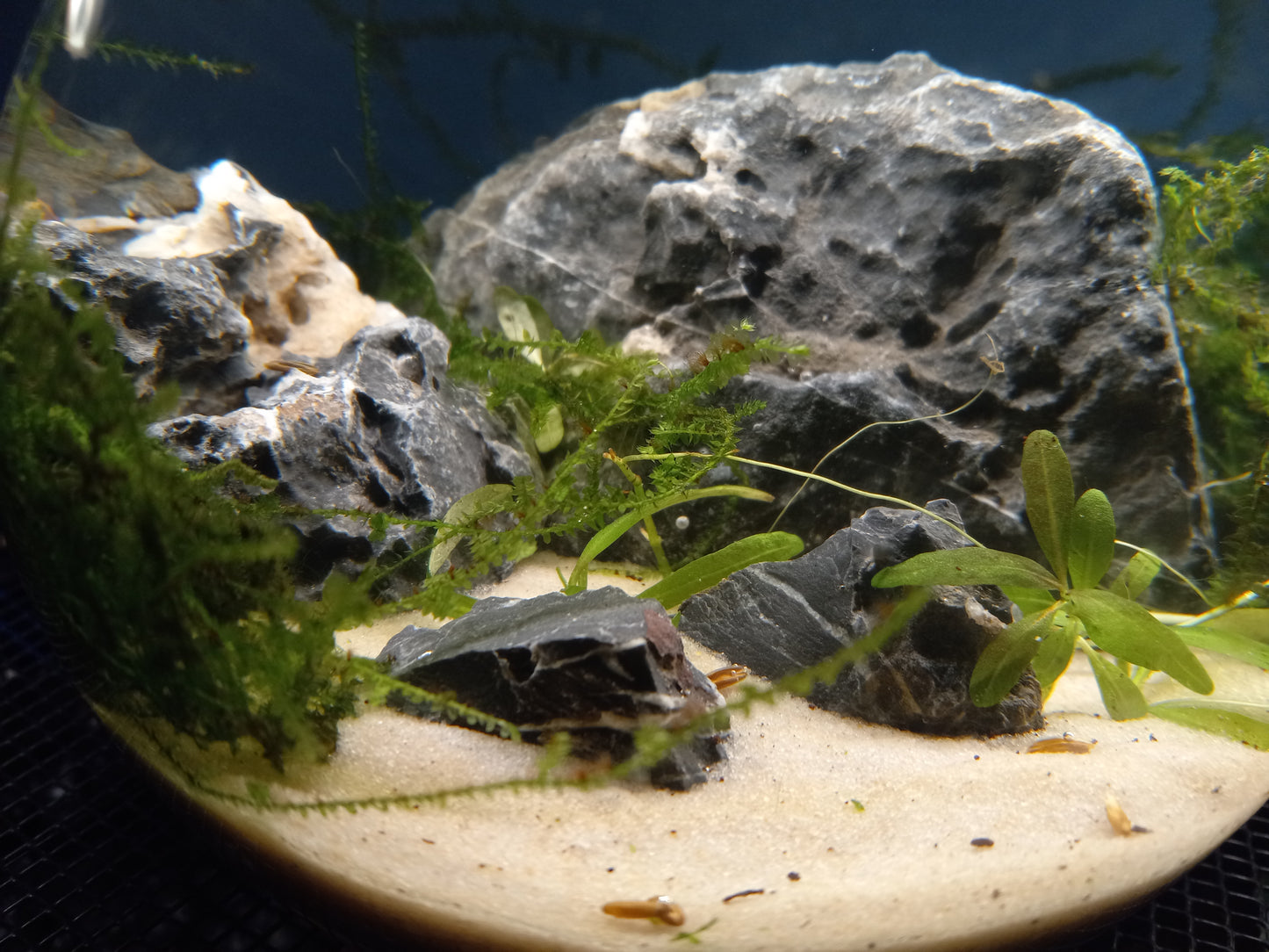 Java Ecosphere