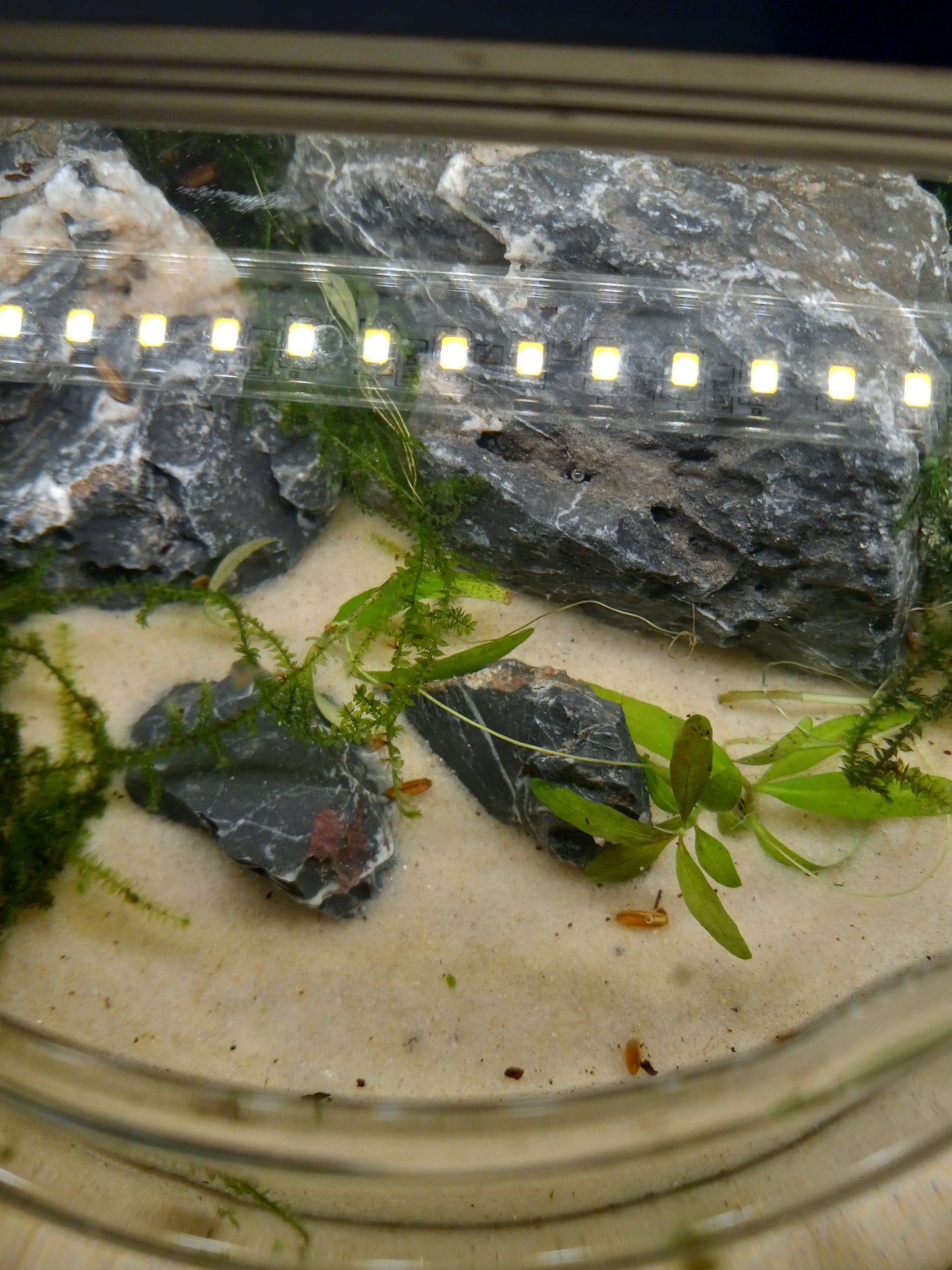 Java Ecosphere