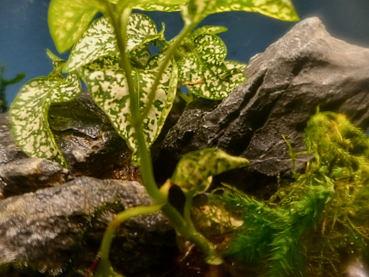 Temperate Terrarium