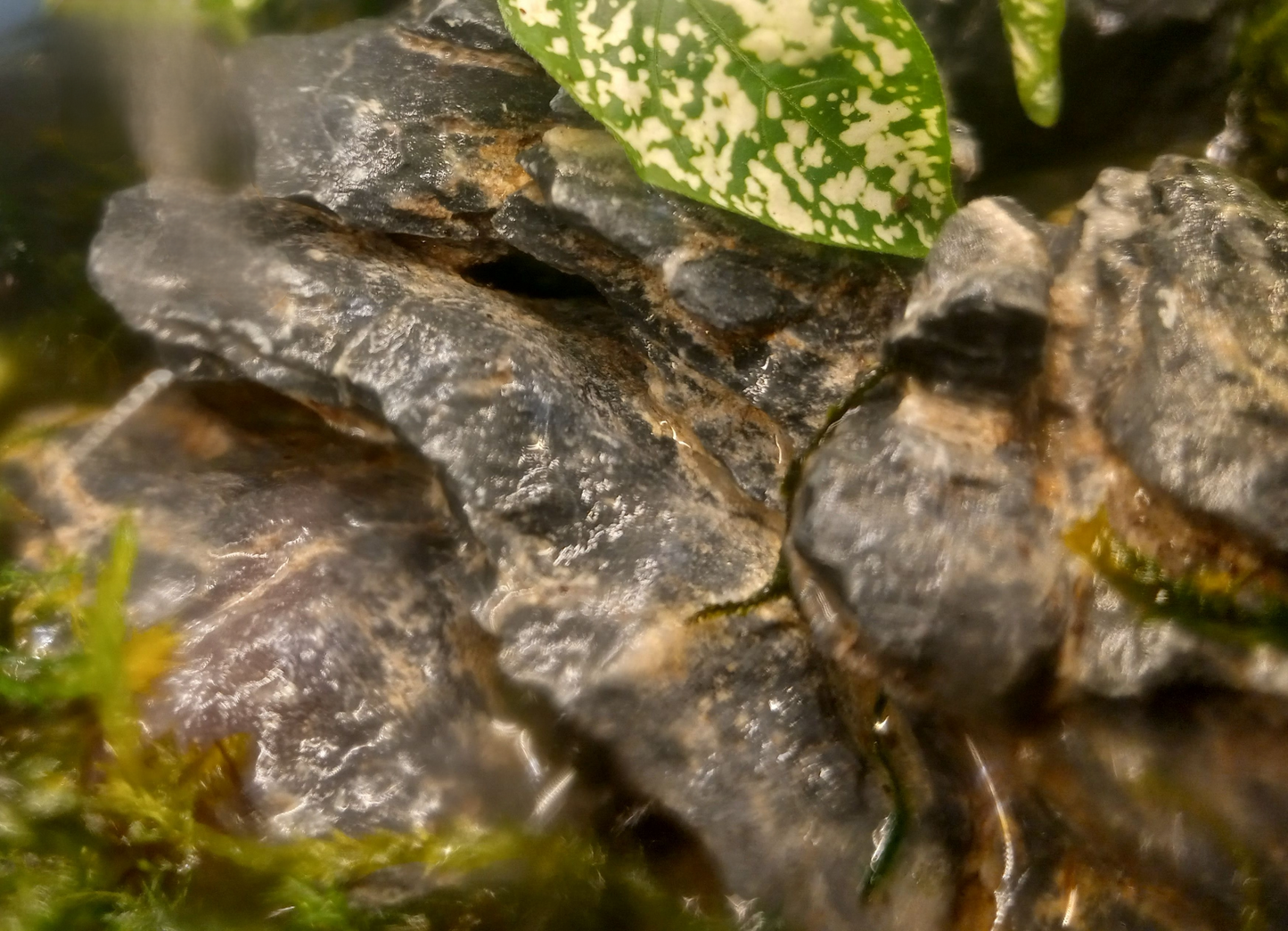 Temperate Terrarium