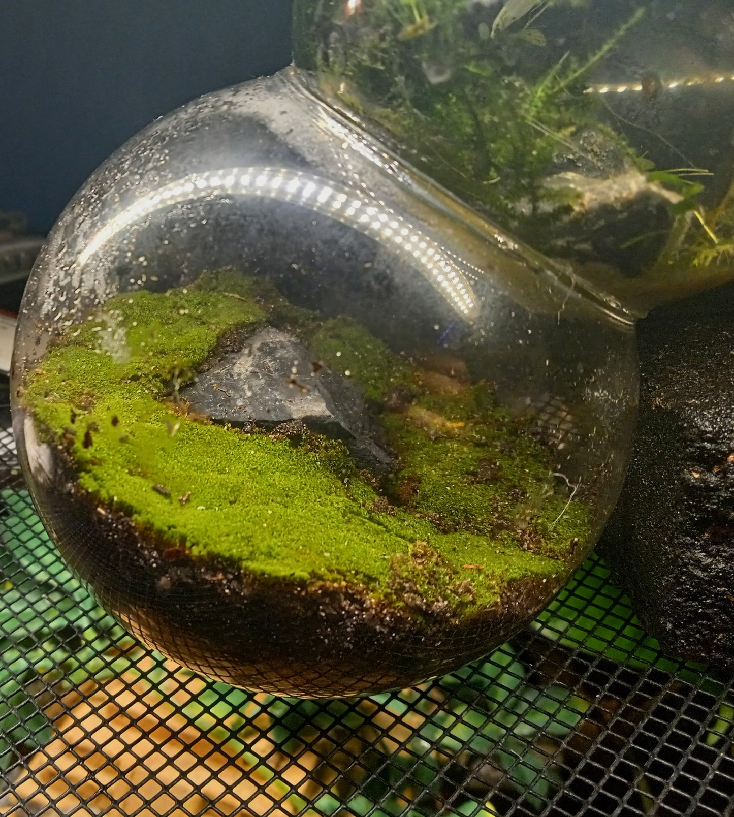 The Bubblarium