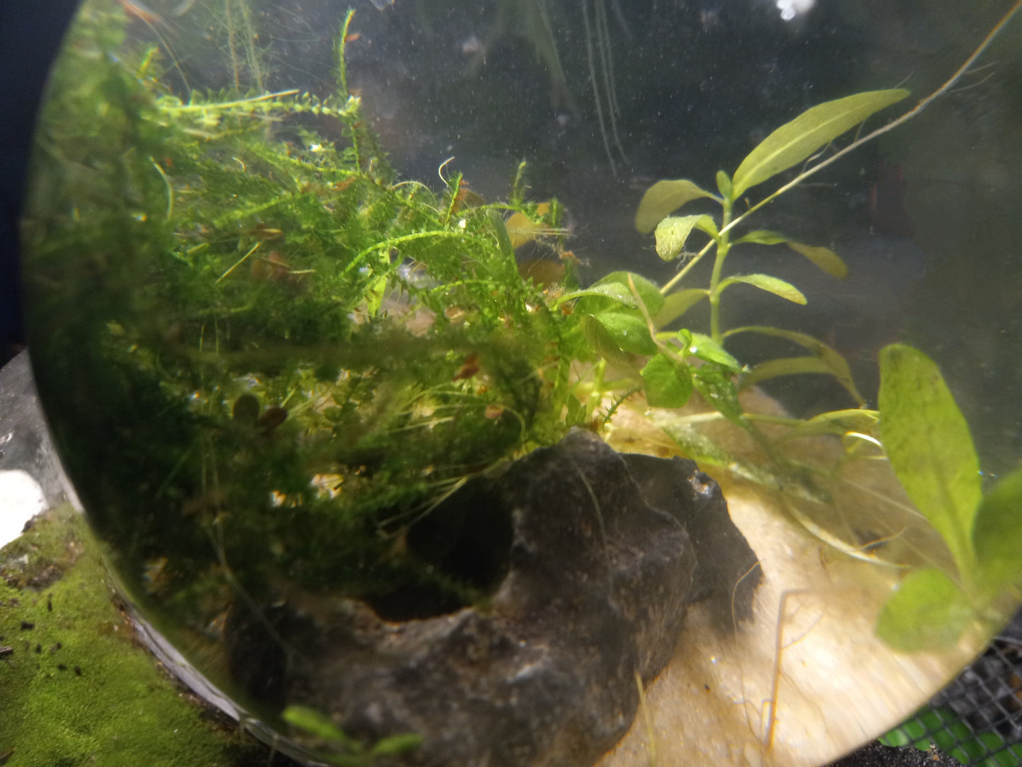 The Bubblarium