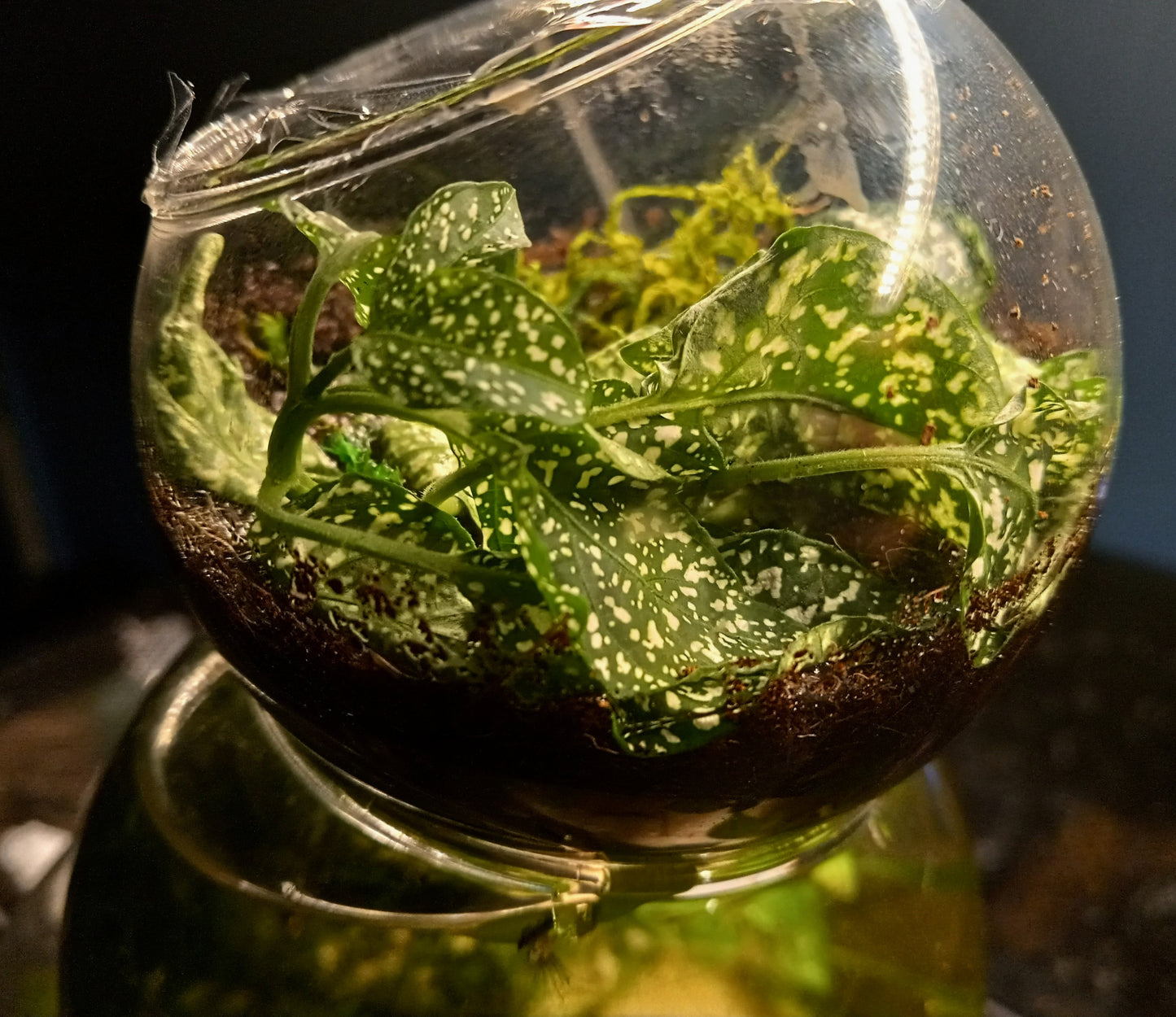 The Bubblarium