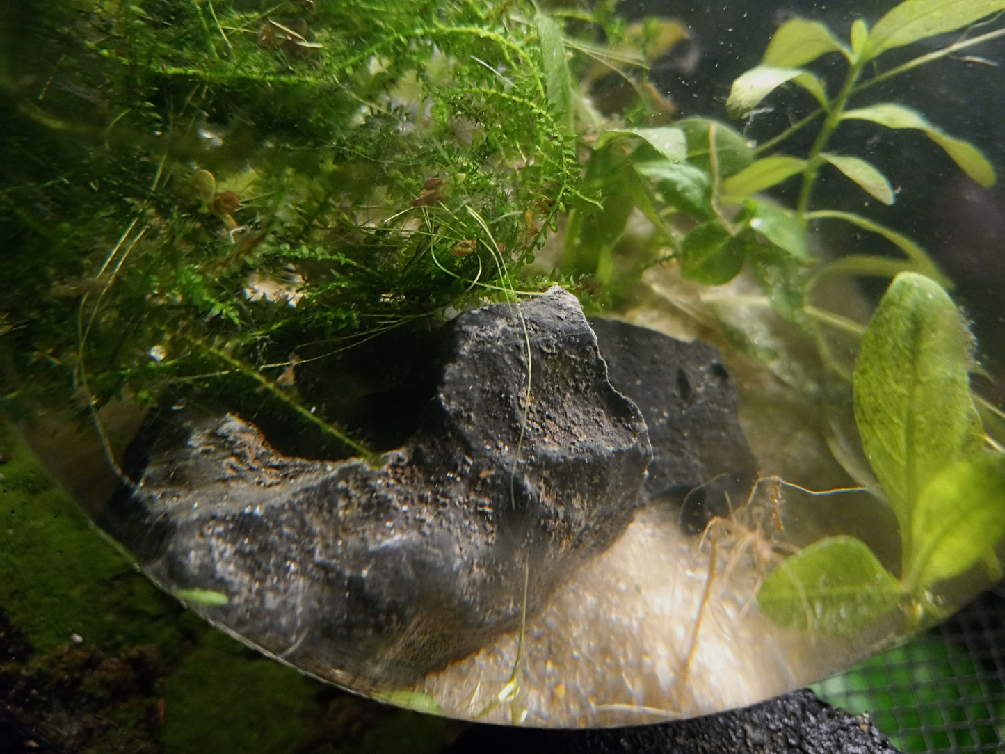 The Bubblarium