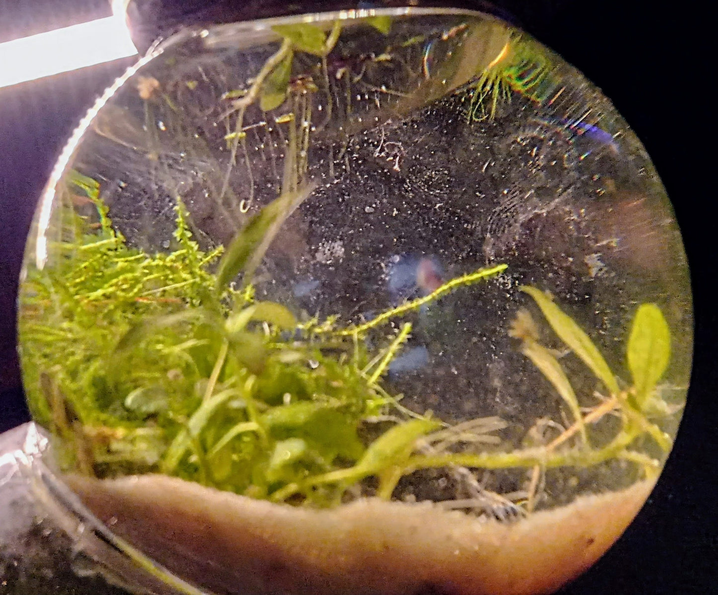 The Bubblarium