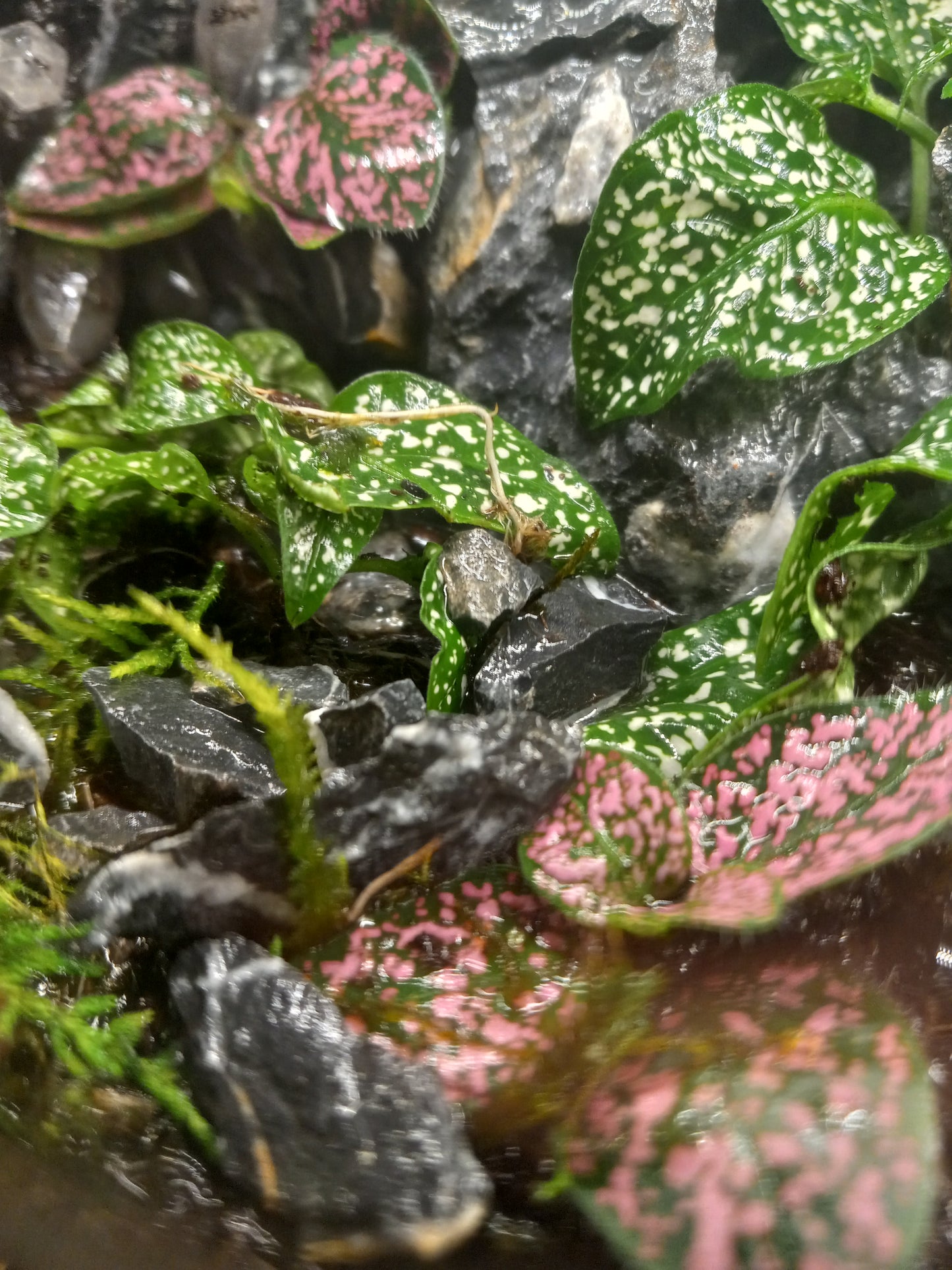 The flagship bundle: The Bubbliarium + Quartz Cavern