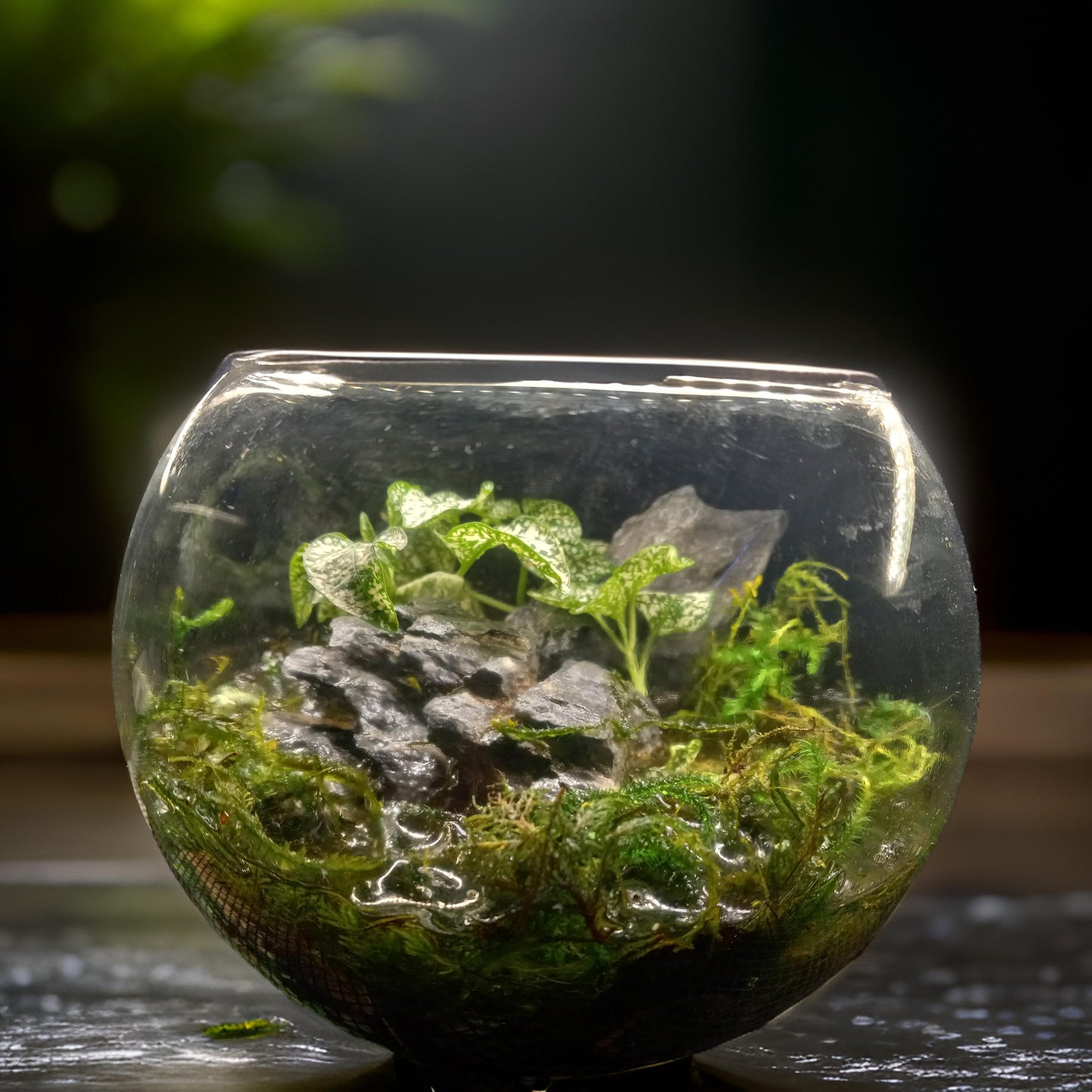 Temperate Terrarium