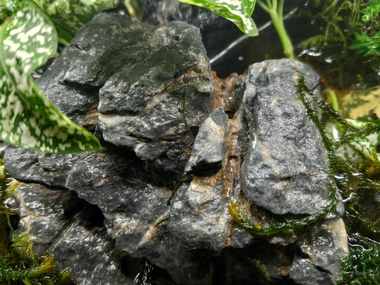 Temperate Terrarium