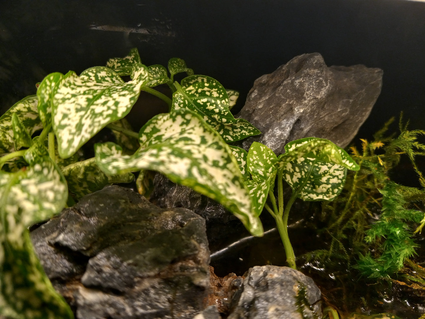 Temperate Terrarium