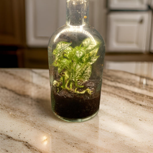 Plants in a Bottle